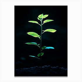 Plant Growing In The Dark 18 Canvas Print