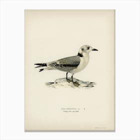 Black Legged Kittiwake, The Von Wright Brothers Canvas Print