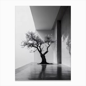 Tree In A Room Canvas Print