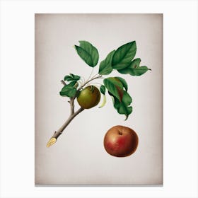 Vintage Apple Botanical on Parchment n.0575 Canvas Print