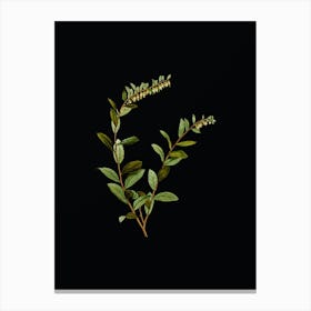 Vintage Andromeda Marginata Bloom Botanical Illustration on Solid Black n.0712 Canvas Print