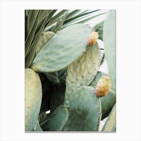 Cactus Fruit Plant Canvas Print