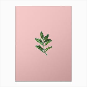 Vintage Buxus Colchica Twig Botanical on Soft Pink n.0419 Canvas Print
