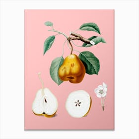 Vintage Pear Botanical on Soft Pink n.0808 Canvas Print