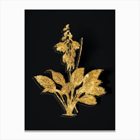 Vintage Daylily Botanical in Gold on Black n.0241 Canvas Print