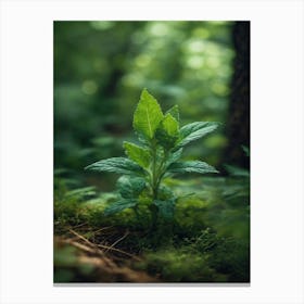 Small Plant In The Forest Canvas Print