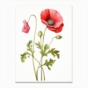 Poppies Flower Vintage Botanical 1 Canvas Print