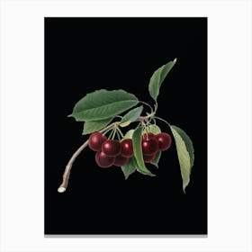 Vintage Cherry Botanical Illustration on Solid Black n.0620 Canvas Print
