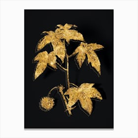 Vintage American Sweetgum Botanical in Gold on Black Canvas Print