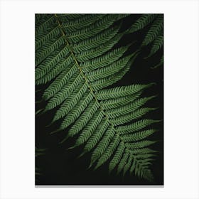 Botanical Fern | Black and Green | Nature Photography | Moody Canvas Print