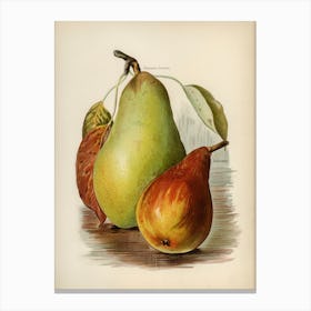 Vintage Illustration Of Pear, John Wright Canvas Print