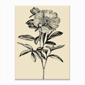 Peony 4 Canvas Print