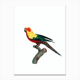 Vintage Sun Parakeet Bird Illustration on Pure White 1 Canvas Print