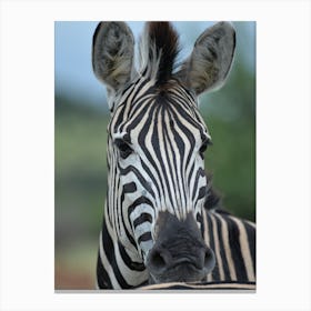 Portrait Of A Zebra Canvas Print