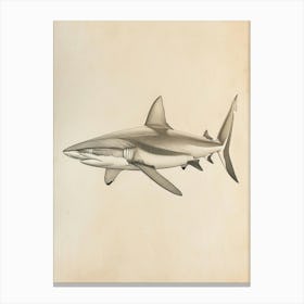 Blacktip Reef Shark  Vintage Illustration 5 Canvas Print