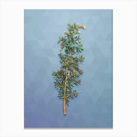 Vintage Kraal Honey Thorn Botanical Art on Summer Song Blue n.2018 Canvas Print
