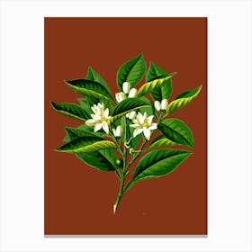 Orange Blossom Canvas Print