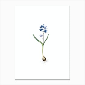 Vintage Alpine Squill Botanical Illustration on Pure White n.0613 Canvas Print