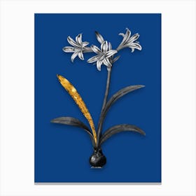 Vintage Amaryllis Black and White Gold Leaf Floral Art on Midnight Blue n.0313 Canvas Print