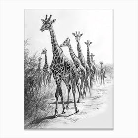 Herd Of Giraffes In The Grass Pencil Drawing 1 Canvas Print