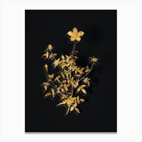 Vintage Single Dwarf Chinese Rose Botanical in Gold on Black Canvas Print