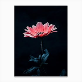 Pink Daisy 4 Canvas Print