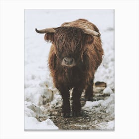 Winter Shaggy Cow Canvas Print