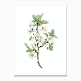 Vintage White Plum Flower Botanical Illustration on Pure White n.0361 Canvas Print