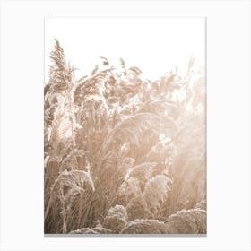 In The Reeds III Canvas Print