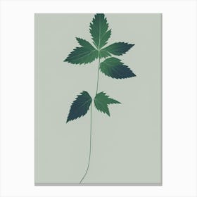 Nettle Herb Simplicity Canvas Print