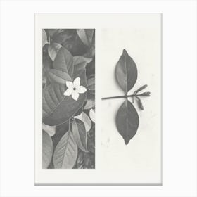 Jasmine Flower Photo Collage 1 Canvas Print