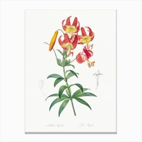 Turban Lily, Pierre Joseph Redoute Canvas Print