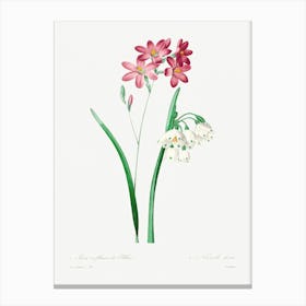 Pink Ixia, Pierre Joseph Redoute Canvas Print