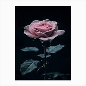 Dark Rose 19 Canvas Print