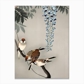 Ring sparrows at wisteria Canvas Print