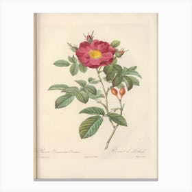 Rose Illustration, Pierre Joseph Redoute (58) Canvas Print