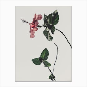 Hibiscus 1 Canvas Print