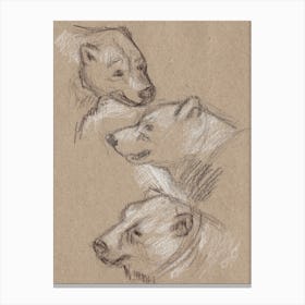 Bears Sketch Canvas Print