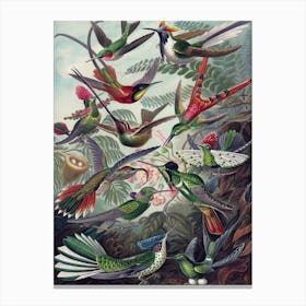 Vintage Haeckel 18 Tafel 99 Kolibris Canvas Print