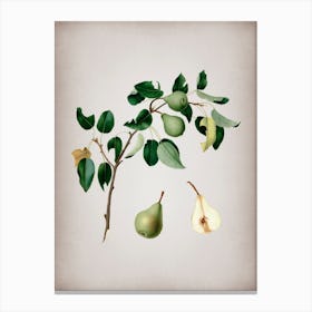 Vintage Pear Botanical on Parchment n.0696 Canvas Print