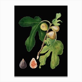 Vintage Figs Botanical Illustration on Solid Black n.0192 Canvas Print