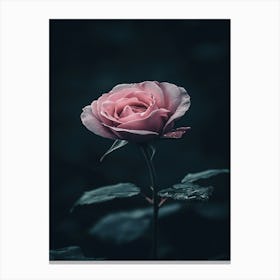 Dark Rose 55 Canvas Print