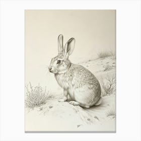 Beveren Rabbit Drawing 4 Canvas Print