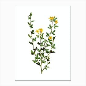 Vintage Yellow Jasmine Flowers Botanical Illustration on Pure White n.0868 Canvas Print