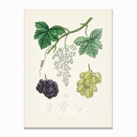 Vintage Botanical John Stephenson and James Morss Churchill Art Print_2731660 Canvas Print