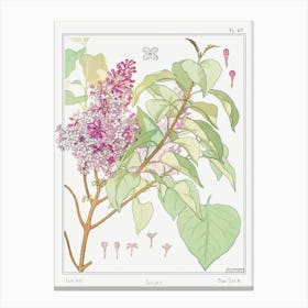 Lilac From The Plant And Its Ornamental Applications (1896), Maurice Pillard Verneuil Canvas Print