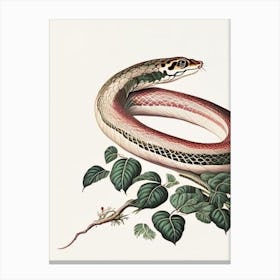 Cape File Snake Vintage Canvas Print