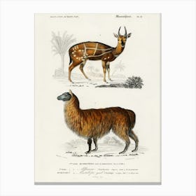 Alpaca (Vicugna Pacos) And Antilope Guib, Charles Dessalines D'Orbigny Canvas Print