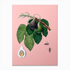 Vintage Fig Botanical on Soft Pink n.0237 Canvas Print