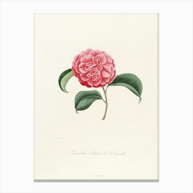 Carnation Canvas Print